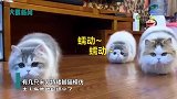成精了？重庆3只矮脚猫神模仿主人拖地状态，匍匐前进萌翻网友