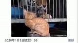 老虎口吐芬芳的说了句什么？
