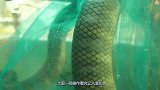 日本人连它都敢吃？大厨一顿操作猛如虎，吃货：这谁顶得住啊