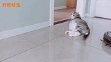 懒癌晚期的肥猫非要挡道，看到被踢后人都爽翻了！