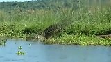 小野猪喝水被鳄鱼突袭，野猪妈妈拼死保护，场面罕见！