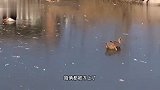 鸭子：不是说要冬泳吗？怎么没水呢？