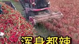 收割辣椒的景象，浑身都辣