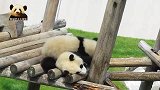两只可爱无敌的熊猫宝宝组团卖萌，软绵绵，胖乎乎，好喜欢！