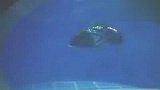 英国将投放机器鱼探测河水污染