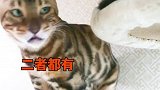 猫小歪这次终于开窍了