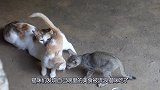 猫咪发现食物被流浪猫吃了，流浪猫吓得不敢动，心疼流浪猫三秒