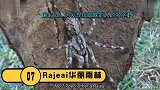 【中字】世界上最大的12种蜘蛛