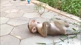 小猴子真是个爆脾气，一不开心就躺地上哭闹，主人真是太宠它了