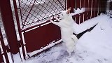 冬天下雪之后，马路上一眼就能分辨得出南方的猫与北方的猫！