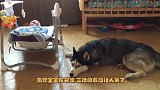 哈士奇主动看护宝宝，发现宝宝在哭泣，二哈的反应让人笑了