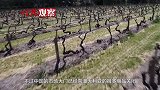 电话不接短信也不回！中国大门紧闭，澳洲葡萄酒销量“跳崖”