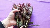 还在买香椿吃吗？现在了解还不算晚，抓紧看看，别忽视了