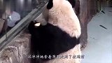 熊猫宝宝受了委屈，哭唧唧钻到奶爸怀里求安慰，真是太萌了