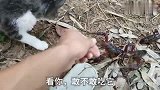 流浪猫无家可归被收养，吃起龙虾异常凶猛，流浪猫变得很勇敢