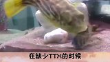 儿童科普 什么？ 河豚 居然靠体内毒素帮自己解压？
