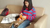 主人帮小猴子穿衣服，跟对待自己孩子一样小心的帮穿衣服
