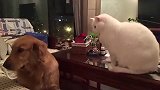 狗子：这日子不好过啊……