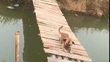 狗子：这老头儿太坏了，吓的我都不敢动！
