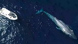 无人机拍下蓝鲸罕见镜头 深海霸主一跃而出嬉戏湛蓝海面