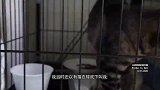 午夜12点半，被一只流浪猫打上门来，我上辈子到底造了什么孽