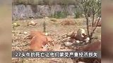 云南一养殖场27头牛一夜暴毙野外，养殖户损失达30余万，警方介入