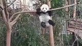 功夫熊猫不是盖的，看着真是厉害