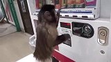 小猴子真聪明，自己拿零钱去自动售货机买饮料喝，成精了