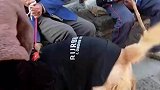 老大爷救下小狗惊险一幕引点赞