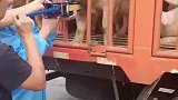 猪头卡在护栏上，男子用千斤顶施救