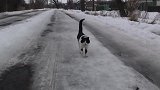 雪地里面走来了一只奶牛猫求摸摸头