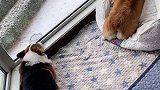 北京今年第一场大雪❄️维维皮皮早晨就开始看雪景了