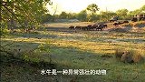 水牛反击狮子的狩猎，可怜的狮子身受重伤，遭到鳄鱼偷袭身亡！