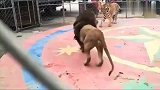 狮子和老虎打架，原来老虎比狮子都要凶猛