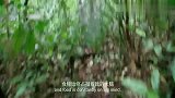 荒野求生：一大早发现脚伤恶化，裤子这时候就发挥作用了