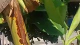 这就是传说中的香蕉吗？怎么长这么多的