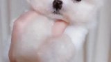 无辜的像我欺负了它似的