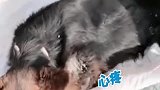 艰难存活！大狗被卡墙缝里八九天，被救出时已瘦得脱相