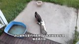 鸭子彪悍的人生不需要解释，和猫咪干架，每次都那么精彩那么逗人