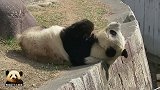 熊猫旦旦趴着躺着接受喂食，不料被脑后的褶子出卖，网友：人扮的