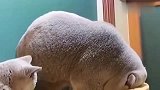 猫咪你就少吃点吧！不知道的还以为我养了只猪呢