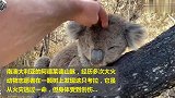 经历森林大火，这只考拉一脸疲惫，祈祷它能健康活下去！