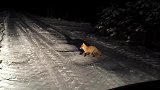 夜里一只狐狸拦路，随即竟倒在地上抽搐不止
