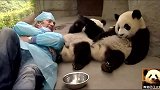 熊猫团子随意卖萌，老外被萌化了：怎么会这么可爱
