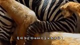 斑马死里逃生，躲过水中鳄鱼夹击，不料岸上还埋伏一群狮子