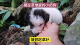 一条小奶狗溜进院子里，吃着草求收留