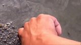 户外赶海看到的小甲鱼，给人很可爱的感觉，还是放它一条生路吧
