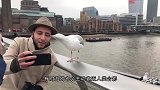 海鸥捉住了一只章鱼，却反被章鱼缠住拖入海中，镜头记录全程！