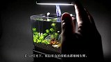 巴掌大小的鱼缸，虽然小但是颜值简直太高了