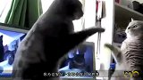 为什么猫咪打架时，总爱“扇巴掌”？看完总算知道了！